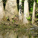 Alligator Canal DSCN3448