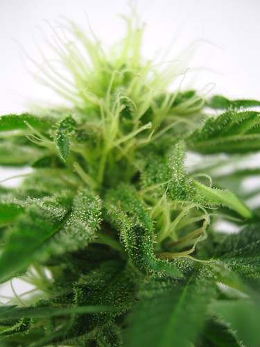 Cannabis Indica - Flower