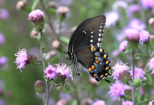 butterfly northcarolina picnik liatris papilio spicebushswallowtail richmondcounty troilus papiliotroilus
