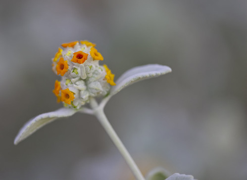 orange white flower whiteplant woollybutterflybush springspreservelasvegasnv buddlieamarrubifolia