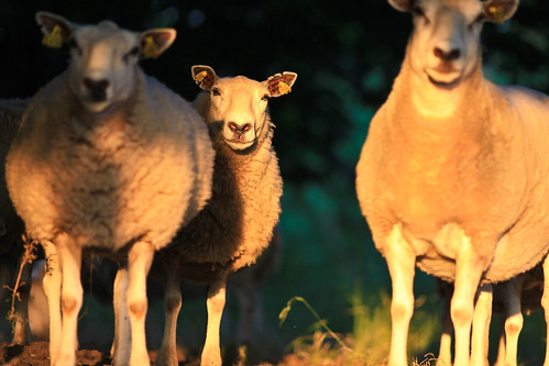 sunset skåne sheep sweden sverige 2010 österlen får f32 tomelilla ef200mmf28lusm bollerup canoneos5dmarkii ¹⁄₅₀₀sek