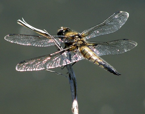 gold dragonfly libellula odonata fourspottedchaser libellulaquadrimaculata quadrimaculata fourspottedskimmer