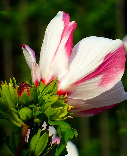 estate rosa hibiscus fiore bianco giardino ibisco ibiscus effe giardinodelleerbedimenticate giardinorasponi