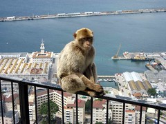 Barbary Macaque, Gibraltar