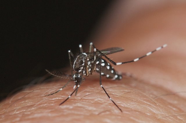 Aedes albopictus feeding