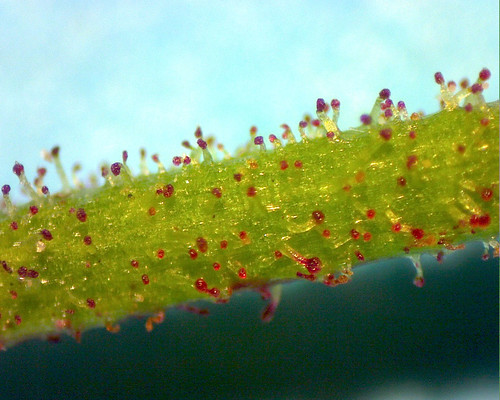 pennsylvania smartweed polygonaceae herb elverson caryophyllales pinkweed chesterco j68 rb448 almgomez persicariapennsylvanica