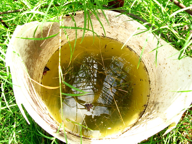 Icky Bucket of Water | Flickr - Photo Sharing!