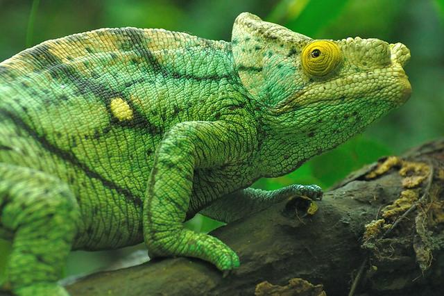 Parson's chameleon | Flickr - Photo Sharing!