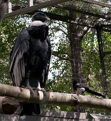 Andean Condor and Black-billed Magpie...