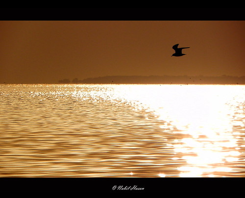pakistan sea reflection nature sunrise landscape dead freedom wings nikon peace seagull sunday flight 1994 karachi nabil 2010 watter hasan p100 rizvi