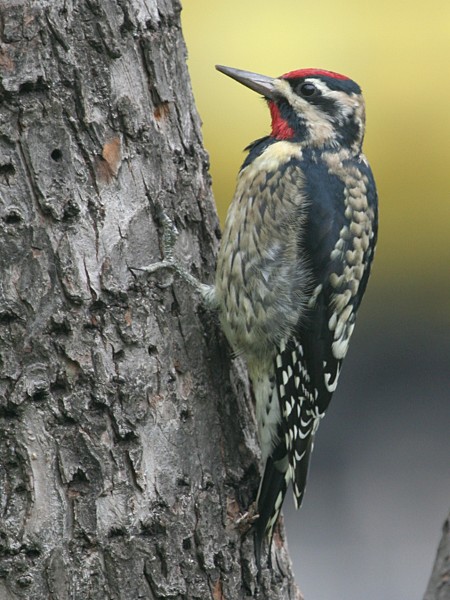 Photograph titled 'Yellow-bellied Sapsucker'