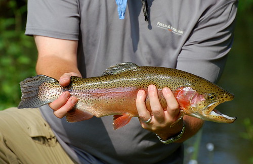 fly rainbow fishing nikon pennsylvania release western catch trout tributary sprucecreek d40 nikon70300mmvr evergreenfarms