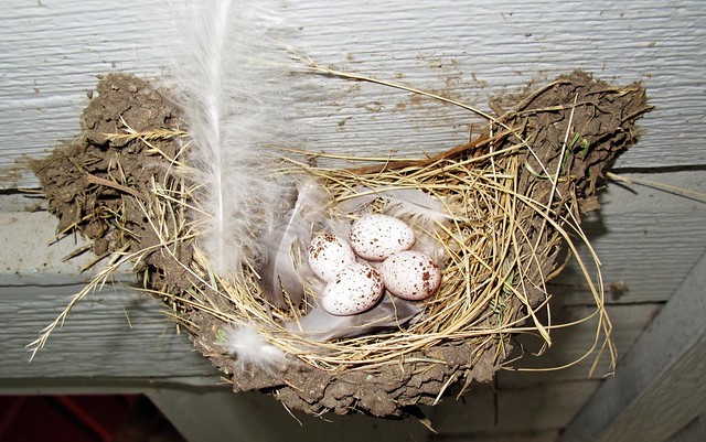 Barn Swallow nest Colorado Springs 11 July 2010