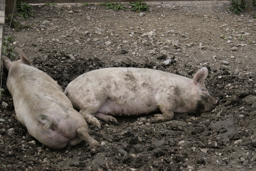 Pigs in muck