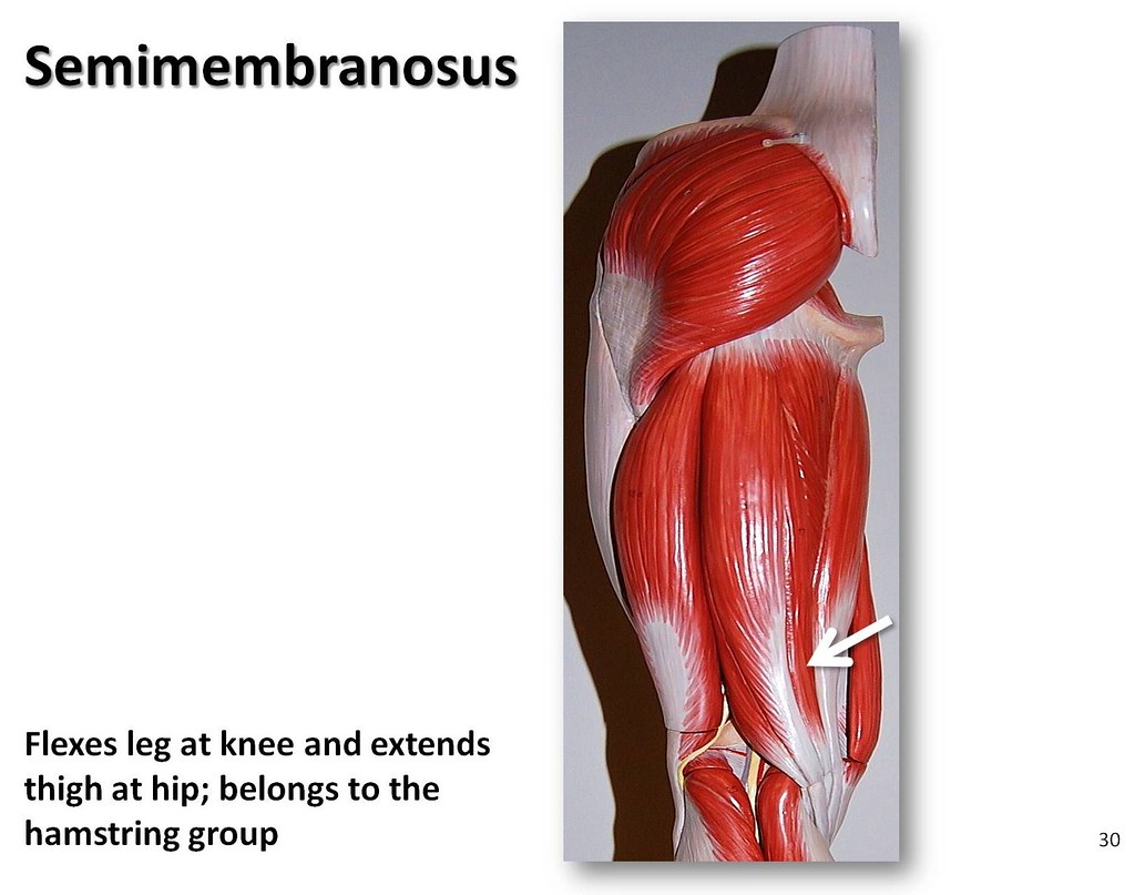 Semimembranosus - Muscles of the Lower Extremity Anatomy Visual Atlas