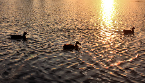 sunset reflection water alabama ducks montgomery