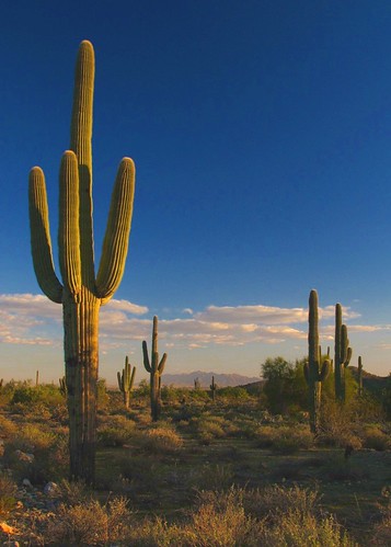 arizona cactus desert hiking hikes whitetankmountains