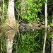 Alligator Canal   DSCN3351