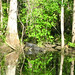 Alligator Canal   DSCN3362