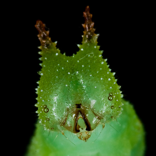 insect lepidoptera caterpillar
