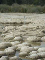 stromatalites living rocks at lake preston