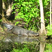 Alligator Canal DSCN3451