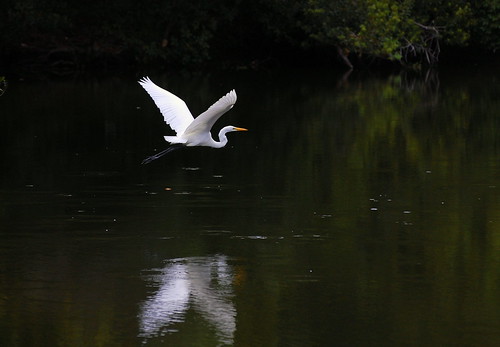 reflection bird nikon great flight southcarolina egret hiltonhead d40 nikon70300mmvr