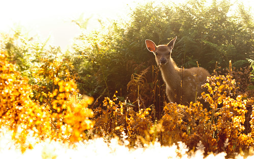 morning summer england sun white mist nature misty fairytale sunrise golden countryside kent nikon bokeh wildlife warmth deer ethereal wonderland storybook magical 70200 f28 enchanted d3