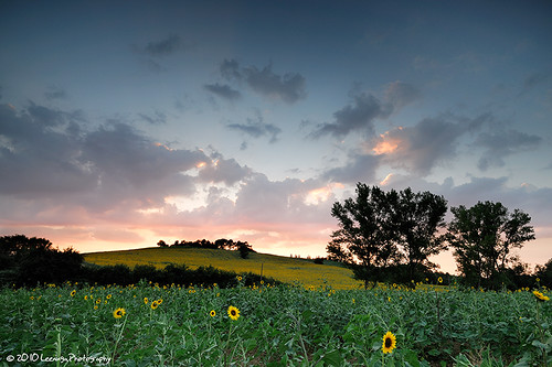 sunset landscape zonsondergang nikon filter sunflower nd ita nikkor toscana 1224 landschap italië zonnebloem d300 mywinners platinumphoto bestofmywinners capezzine