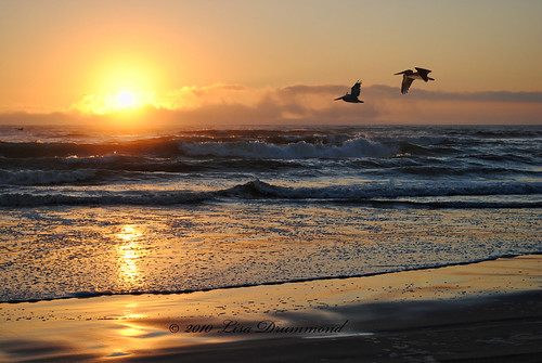california sunset beach pelicans pismobeach groverbeach oceanodunes lisadrummond