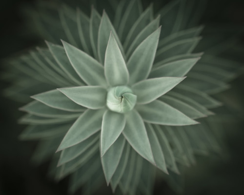 plant abstract black green leaves spiral petals nikon pattern growth sedum montague d90 willmontague