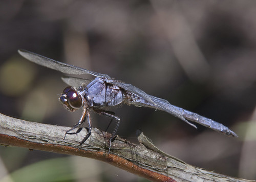 kh0831 brigantine insect dragonfly nj