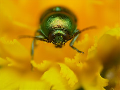 Green Leaf Beetle (Cryptocephalus aureolus ?) - Photo of Valdeblore