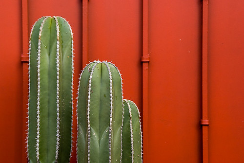 door cactus lines metal wall contrast mexico morelia vegetation thorn michoacan