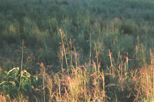 sunset film field grass rural al lomo alabama diana cullman