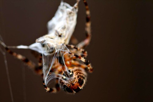 macro nature spider victim natur bee spinne makro biene kreuzspinne araignee gardenspider spinnweben magstadt canonef100mm28