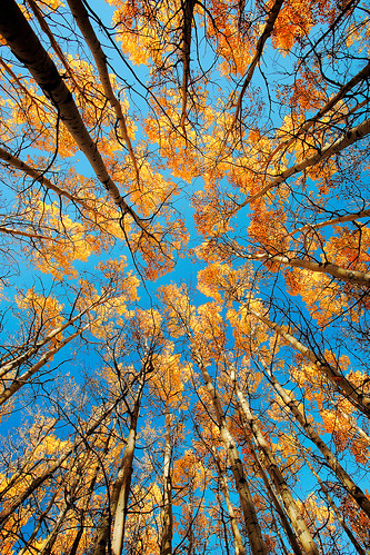 above travel autumn trees vacation sky orange sunlight plant abstract mountains color fall nature beauty leaves yellow vertical rural forest season landscape outdoors gold countryside leaf woods october montana colorful heaven poplar day colours mt grove fallcolors background branches bluesky nobody lookingup fallfoliage foliage filled backgrounds environment tall birch glaciernationalpark wilderness ideal aspen deciduous canopy idyllic changingcolors turning mothernature clearsky talltrees vibrantcolors scenicdrive babb colorimage ruralscene wideangleview montanamountains autumnlandscape autumninmontana babbmontana toddklassy montanaphotographer aspenschangingcolor aspensscenic
