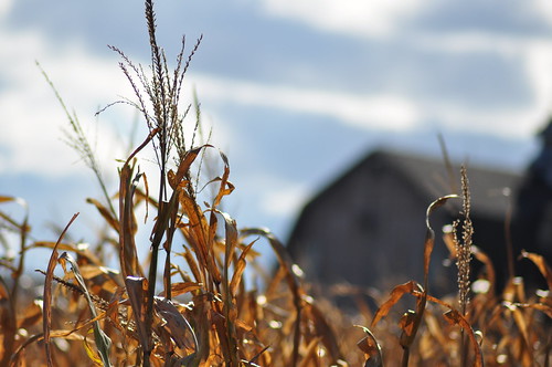 fall leaves barn cornstalks