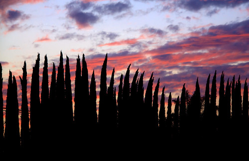 california sunset shadow sky usa clouds la losangeles sonnenuntergang himmel wolken palm schatten cypres rosemead vereinigtestaaten zypressen justclouds