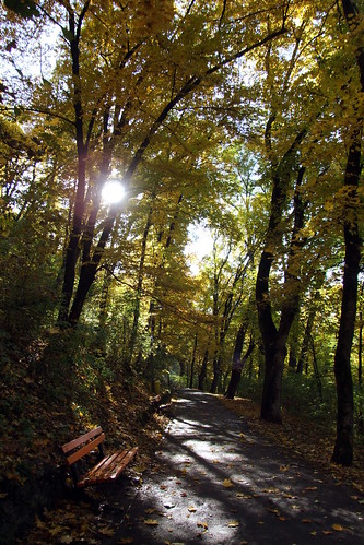 autumn trees light beautiful alley day shadows walk romania brasov outstandingromanianphotographers