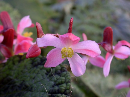Begonia sizemoreae flower closeup