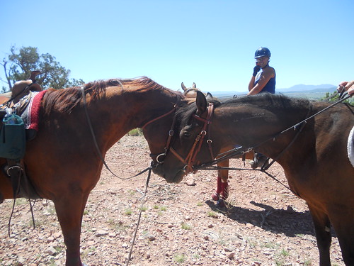 arizona horse ride western chinovalley trailrides prescottnationalforest paulden