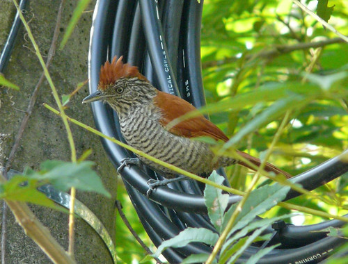 Batara Carcajada (Thamnophilus Multistriatus)