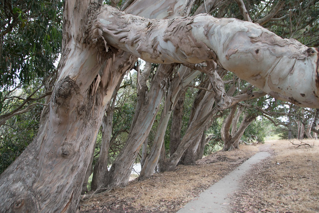 eucalyptus tree grove