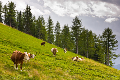 autumn trees summer sunlight mountains fall colors beautiful animals canon fence landscape austria flickr afternoon seasons cows meadow structures pinetrees grazing smugmug facebook osttirol canoneos5d googlephotos mountainslope nearmatrei