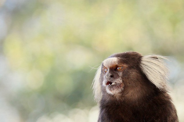 Common Marmoset Monkey - a photo on Flickriver