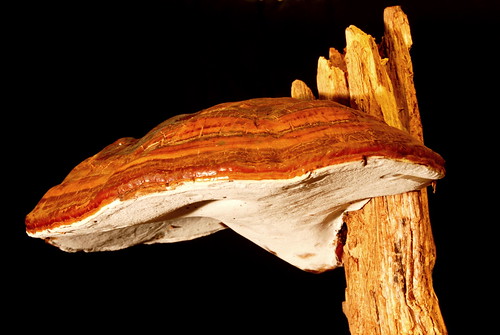 california ca mushroom forest decay nevada tahoe sierra fungi national conk ganoderma lucidum varnished