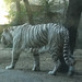 White Tiger 2