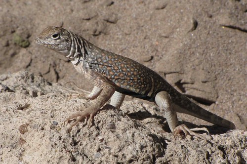 arizona usa animals unitedstatesofamerica gps lizards reptiles 2010 greaterearlesslizardcophosaurustexanus