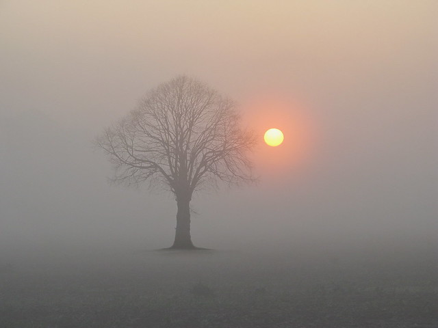 Sunrise with Tree